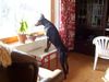 Dobermann Hund