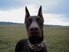 Dobermann Hund