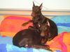 Dobermann Hund