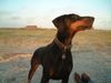 Dobermann Hund