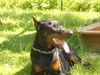 Dobermann Hund