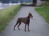 Dobermann Hund