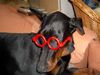 Dobermann Hund