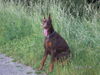 Dobermann Hund