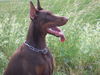 Dobermann Hund