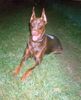 Dobermann Hund