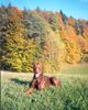 Dobermann Hund