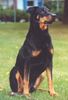 Dobermann Hund