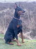 Dobermann Hund