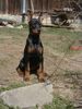 Dobermann Hund