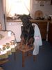 Dobermann Hund