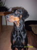 Dobermann Hund