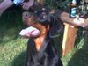 Dobermann Hund