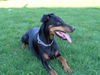 Dobermann Hund