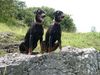 Dobermann Hund