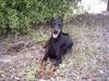 Dobermann Hund