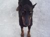 Dobermann Hund