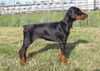 Dobermann Hund