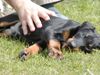 Dobermann Hund