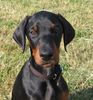 Dobermann Hund