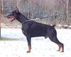 Dobermann Hund