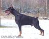 Dobermann Hund