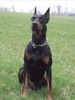 Dobermann Hund