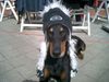 Dobermann Hund