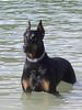 Dobermann Hund