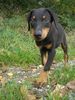 Dobermann Hund