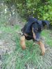 Dobermann Hund