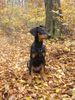 Dobermann Hund