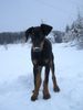 Dobermann Hund