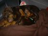 Dobermann Hund