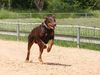 Dobermann Hund