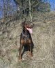 Dobermann Hund