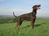 Dobermann Hund