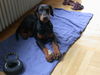 Dobermann Hund