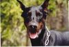 Dobermann Hund