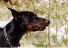 Dobermann Hund