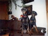 Dobermann Hund