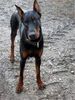 Dobermann Hund