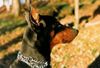 Dobermann Hund