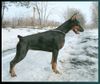 Dobermann Hund