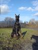 Dobermann Hund