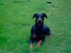 Dobermann Hund