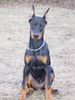 Dobermann Hund