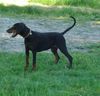 Dobermann Hund