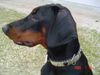 Dobermann Hund