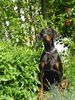 Dobermann Hund